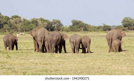 Sri Lankan Elephants And Tuskers Wandering Around Udawalawe National Park With Child Elephants 