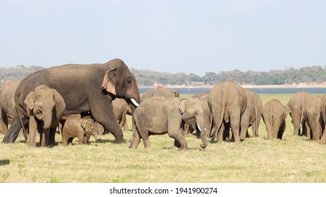 Sri Lankan Elephants And Tuskers Wandering Around Udawalawe National Park With Child Elephants 