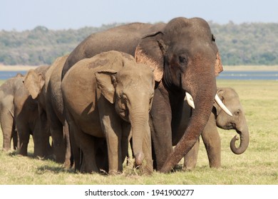 Sri Lankan Elephants And Tuskers Wandering Around Udawalawe National Park With Child Elephants 