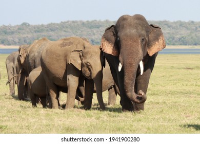 Sri Lankan Elephants And Tuskers Wandering Around Udawalawe National Park With Child Elephants 