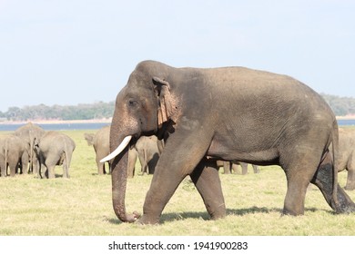 Sri Lankan Elephants And Tuskers Wandering Around Udawalawe National Park With Child Elephants 