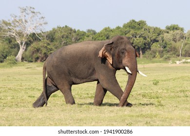 Sri Lankan Elephants And Tuskers Wandering Around Udawalawe National Park With Child Elephants 