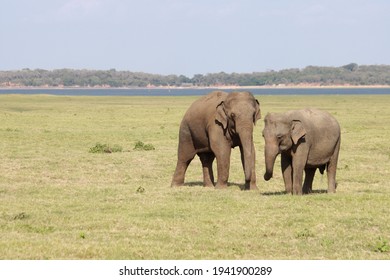 Sri Lankan Elephants And Tuskers Wandering Around Udawalawe National Park With Child Elephants 