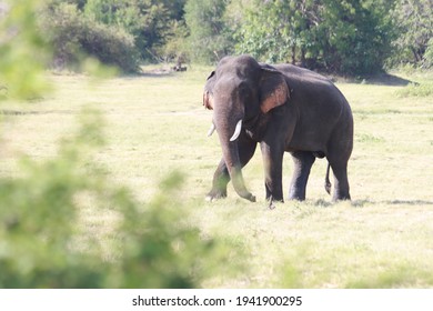 Sri Lankan Elephants And Tuskers Wandering Around Udawalawe National Park With Child Elephants 