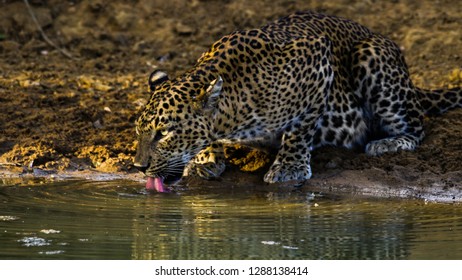 Sri Lankan Female Leopard Quenching Her Thirst At Yala National Park, Sri Lanka