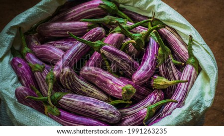 Sri Lankan fresh brinjal  eggplant harvest from the chena cultivation. ripe and purple 
