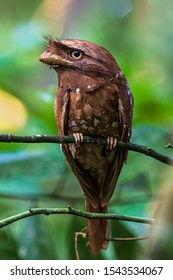 Sri Lankan Frog Mouth, Female