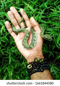 Sri Lankan Green Pit Viper On Hand