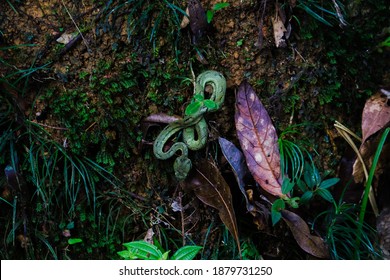 Sri Lankan Green Pit Viper 