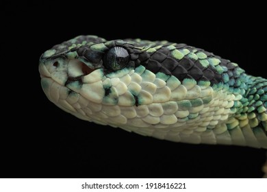 Sri Lankan Green Pit Viper