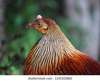 73 Sri Lankan Jungle Fowl Images, Stock Photos & Vectors | Shutterstock