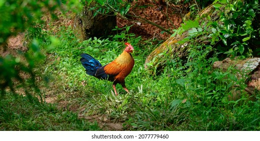 Sri Lankan junglefowl photograph,  Beautiful vivid plumage, and highly exaggerated wattle and comb. Orange-red body plumage with dark purple to black wings and tail. the national bird in Sri Lanka.