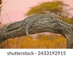The Sri Lankan leopard has a tawny or rusty yellow coat with dark spots and close-set rosettes. Seven females measured in the early 20th century averaged a weight of 64 lb (29 kg) and had a mean head-