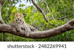 Sri Lankan leopard, Panthera pardus kotiya, big spotted cat lying on the tree in the nature habitat, Yala national park, Sri Lanka.