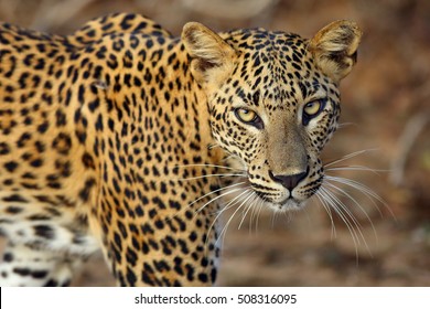 The Sri Lankan Leopard (Panthera Pardus Kotiya), Female Portait Of Wild Leopard