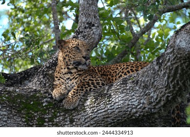 Sri Lankan leopard resting on a tree branch - Powered by Shutterstock