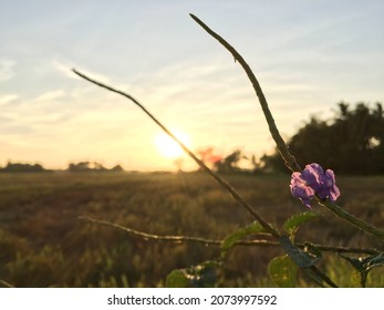 Sri Lankan Paddy Filed In Evening 