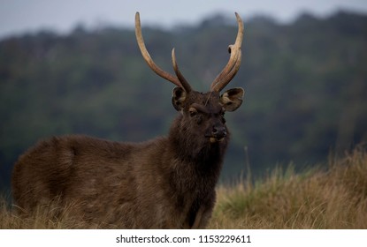 Sri Lankan Sambar Deer