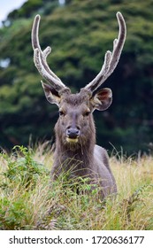 The Sri Lankan Sambar Deer 