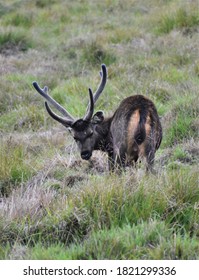 The Sri Lankan Sambar Deer 