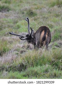 The Sri Lankan Sambar Deer 