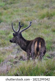 The Sri Lankan Sambar Deer 