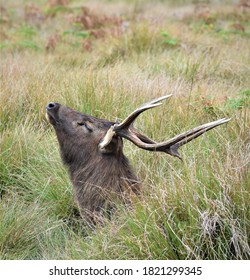 The Sri Lankan Sambar Deer 