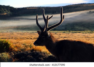 Sri Lankan Sambar Deer