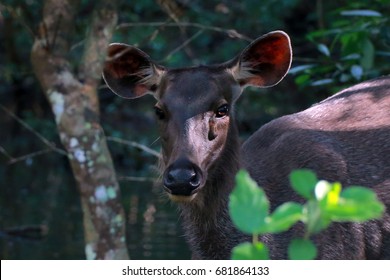 Sri Lankan Sambar Deer