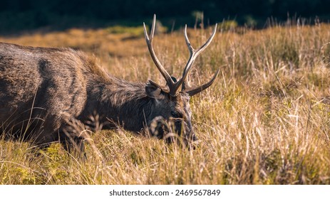 Sri Lankan sambar deer with large antlers grazing at Horton Plains National Park - Powered by Shutterstock