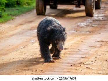 42 Sri Lankan Sloth Bear Images, Stock Photos & Vectors | Shutterstock
