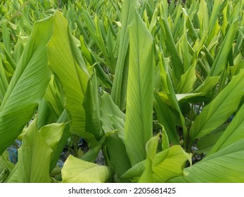 Sri Lankan Turmeric Farm 2022.09.23