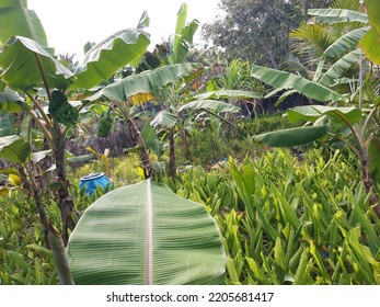 Sri Lankan Turmeric Farm