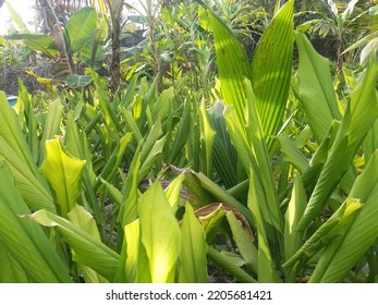 Sri Lankan Turmeric Farm