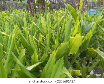 Sri Lankan Turmeric Farm 