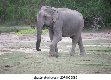 Sri Lankan Wild Elephants Family