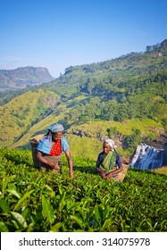 Sri Lankan Women Picking Tea Leaves Concept