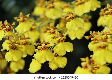 Sri Lankan Yellow Kandyan Dance Flower 