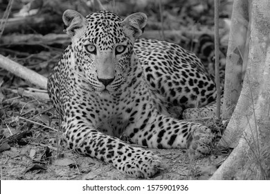 Sri Lankan Young Male Leopard Too Close, But Yet So Far 