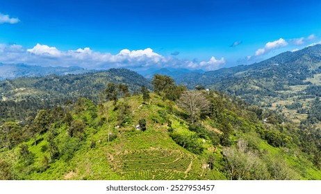 Sri Lanka's lush tea fields and blue skies. Rolling hills covered in vibrant tea plantations contrast beautifully with the clear blue skies of Sri Lanka's scenic landscapes. - Powered by Shutterstock