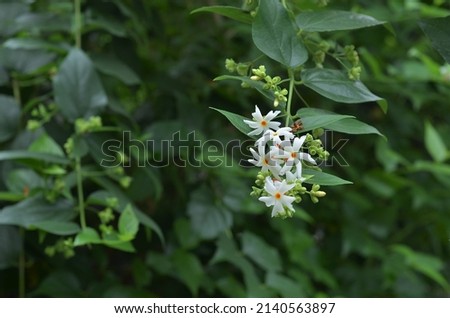 Srigading, Nyctanthes arbor-tristis, the Night-flowering jasmine, parijat or tree of sorrow are ornamental plants with fragrant flowers that bloom after sunset. During the day the flowers will fall.