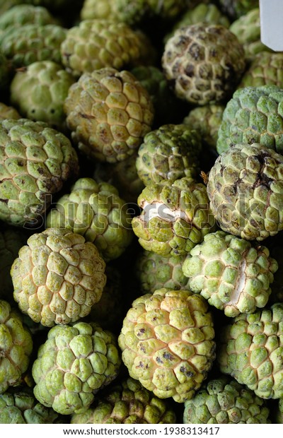 Srikaya or Sugar Apple is a plant belonging to the\
genus Annona which originates from the tropics. Srikaya fruit is\
round with skin with many eyes. The flesh is white. Annona\
squamosa. Stack of\
fruits