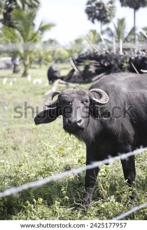 Srilankan Buffalo shot in mullaithivu open farm