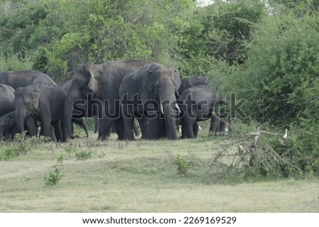 Srilankan Elephants in Minneriya National Park, Sri Lanka