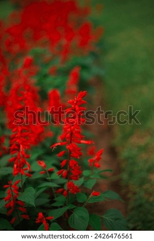 Srilankan Flowers red.A beautifull flower of srilankan.