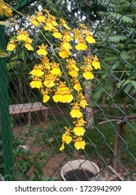 Srilankan Kandyan Dance Flower. Yellow Colour & Very Beautiful.