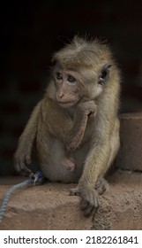 SriLankan Monkey In Cage Wild Monkey Sad Face Ape Zoo