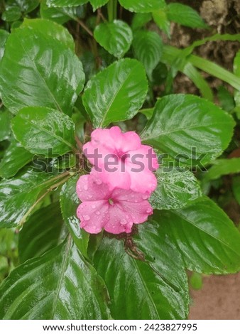 Srilankan Natural Busy Lizzie Flower Pink Colour 
