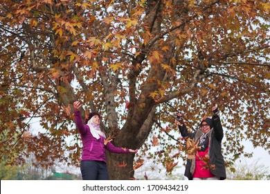 Srinagar, Jammu Kashmir, India - August, 2018. The Malaysian tourists girl  throws fall leaves in park during autumn season at srinagar city. 
