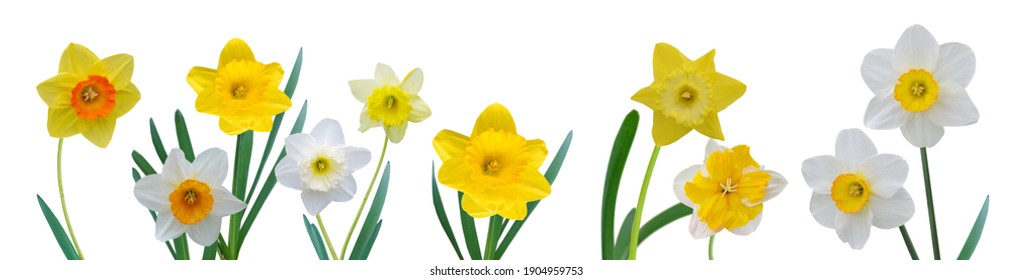 Srping daffodil flowers border isolated white